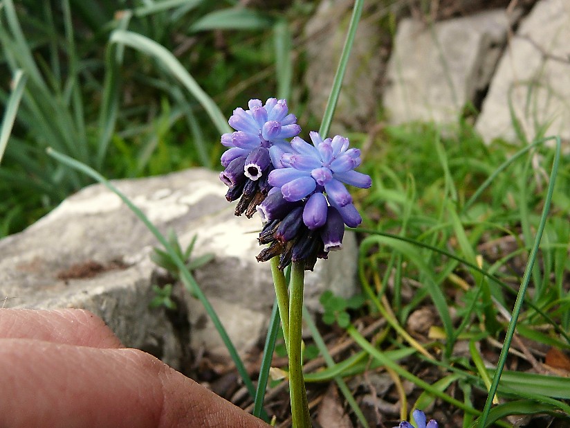 Muscari neglectum